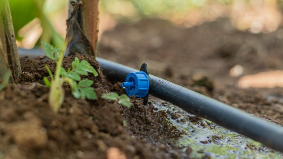 Agricultura Familiar acompaña a una productora de El Alcázar para mejorar su sistema de riego y producción
