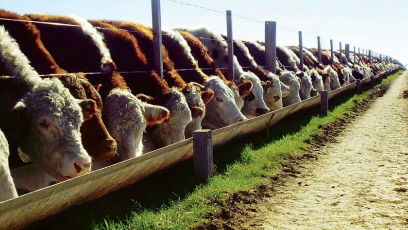 ¿Cómo controlar el estrés durante el ingreso al feedlot?