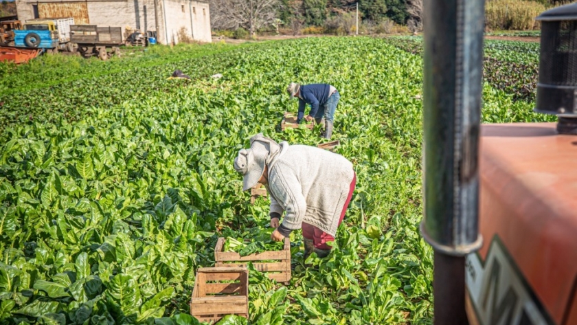 Abrió la inscripción para recibir las semillas del programa Huerta en tu Hogar
