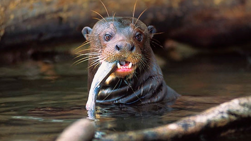 Nutria gigante: reinsertarán dos ejemplares en el Parque Nacional Iberá