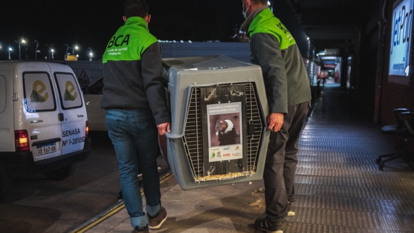 *El Ministerio de Ambiente* trasladó un cóndor andino rescatado
