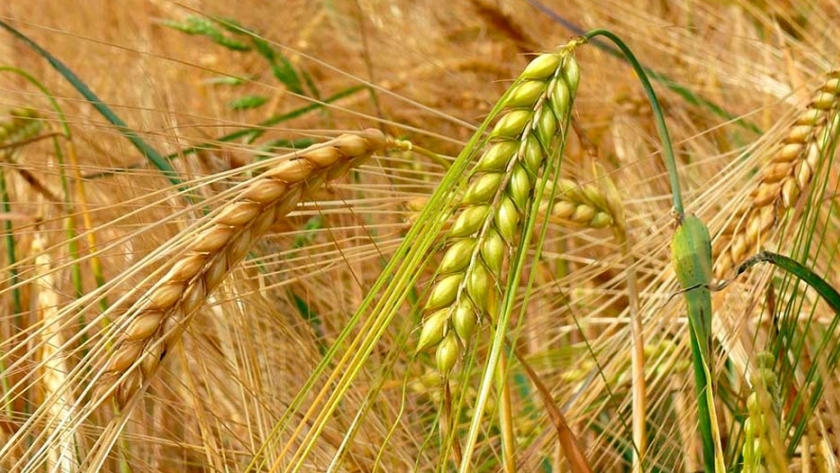 Cebada: la superficie cultivada crece un 8% en Buenos Aires
