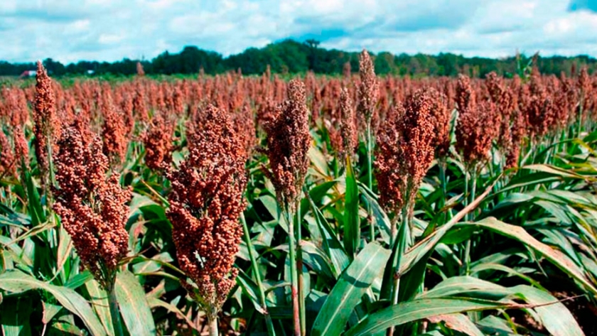 Perspectivas del Mercado de Sorgo