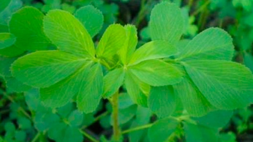 Alfalfa: obtienen dos nuevas variedades con gran potencial