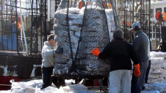 Récord en puerta: la pesca de calamar recupera volumen y acelera la campaña 2026