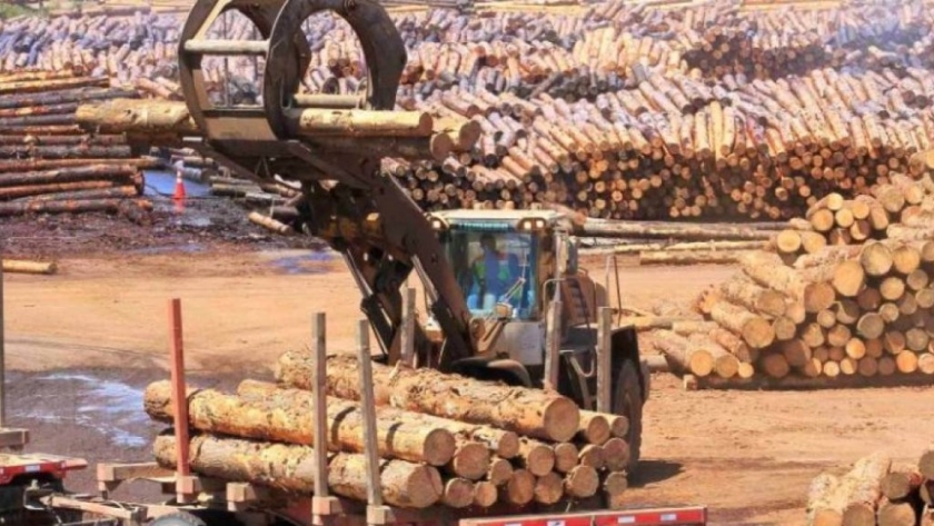 Radiografía de un sector que creció 118% en los últimos 20 años: cuántas hectáreas se dedican a la producción y por qué es clave el cuidado ambiental