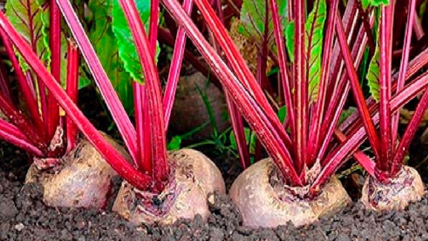 Remolacha o beterava, una hortaliza con un sinfín de propiedades