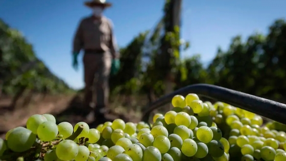 La vitivinicultura francesa: Un legado centenario de sabor y tradición
