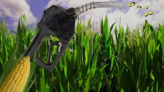 Biocombustibles: el agro anticipa inversiones por más de US$ 1.000 millones tras el aval del Senado