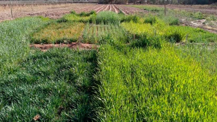 Verdeos invernales, una opción para intensificar la ganadería en Mendoza