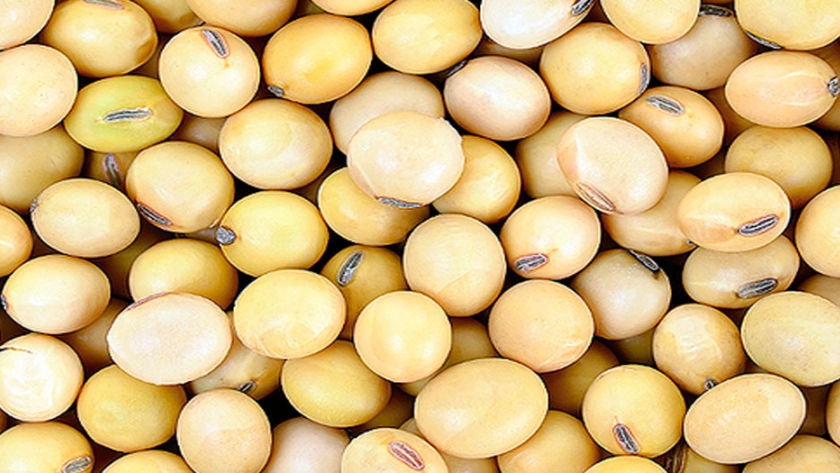 China importa una cantidad récord de soja brasileña en junio