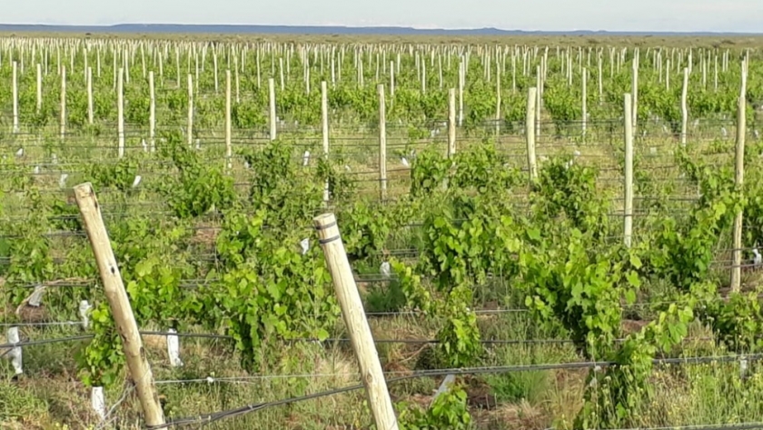 Viticultura en Casa de Piedra: Producción cerró un nuevo contrato con la empresa Cassone, quien adquirió 60 hectáreas bajo riego