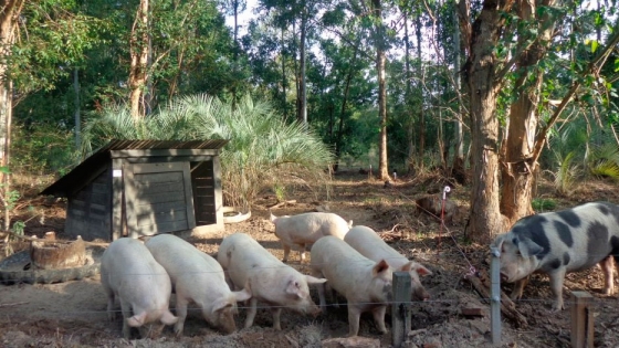 Producción de cerdos: Una propuesta para los más chicos
