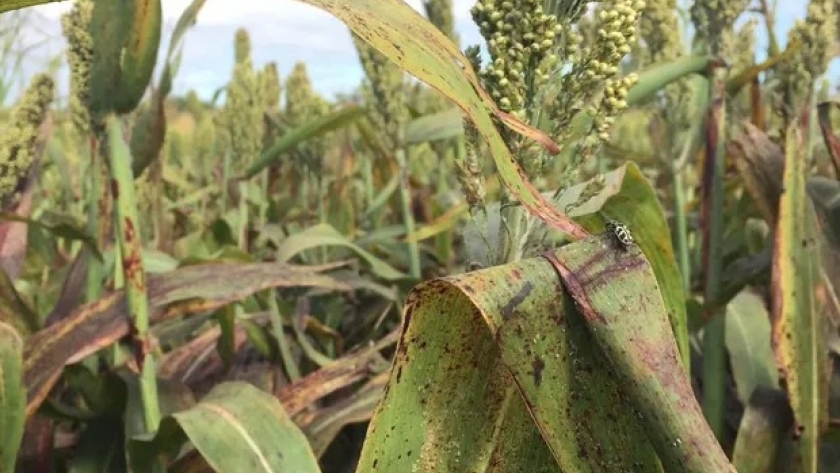 Pulgón en sorgo: especialistas comparten información relevante para el manejo de esta devastadora plaga