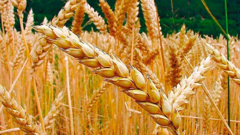 Nidera lanzó nuevas variedades de trigo