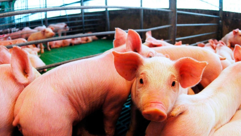 Ocho consejos para preservar la producción porcina