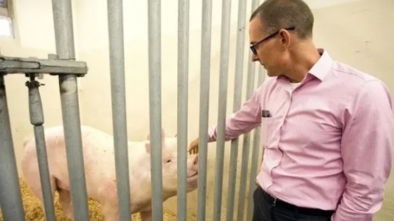 Hito: los primeros alimentos de cerdos genéticamente modificados ya pueden ser consumidos por humanos