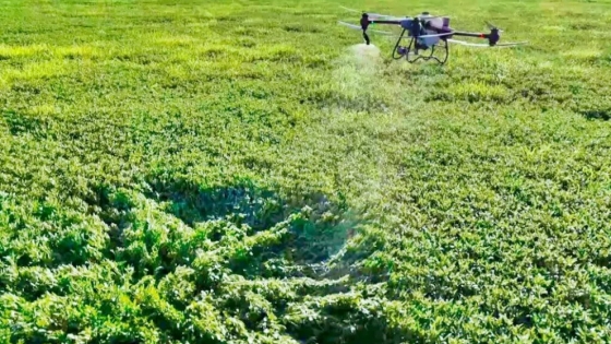 Alfalfa, como detectar malezas con imágenes de drones comerciales