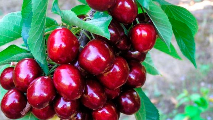 Analizaron un plan de desarrollo para la producción de cerezas