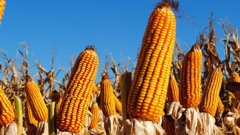 Bioeconomía: una fórmula para el crecimiento de la cadena del maíz 