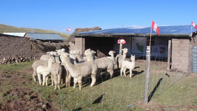 Implementarán 550 cobertizos en Cusco para proteger 55 mil cabezas de ganado