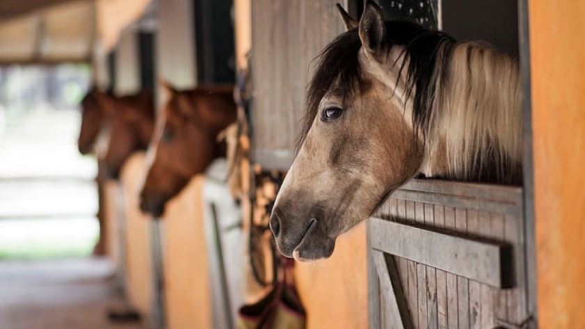 Equinos: condiciones de un box seguro y claves para que el caballo esté mejor