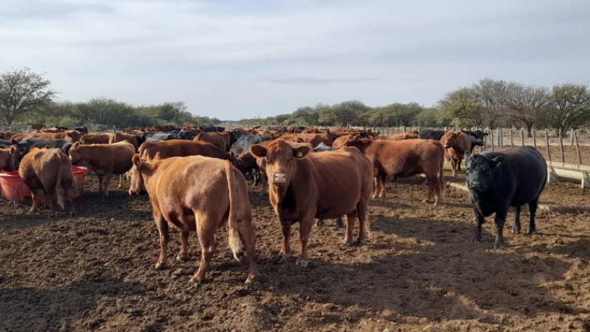 Aumentaron los montos de créditos para pequeños productores ganaderos