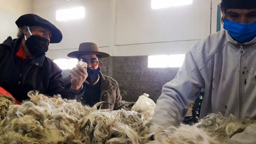 Pese al clima y el aislamiento, productores logran colocar el Mohair en el mercado