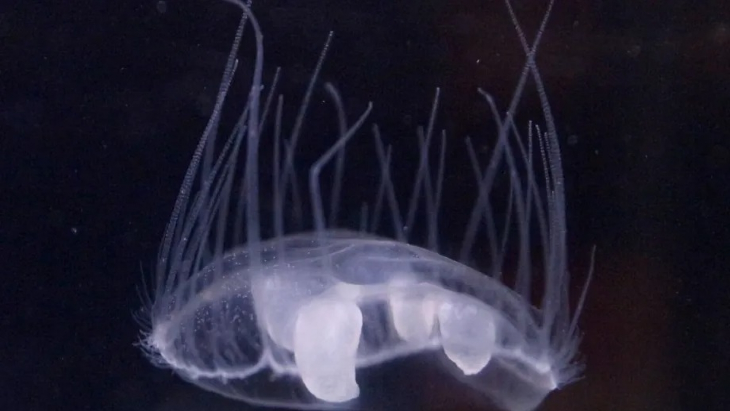 Una medusa de agua dulce logró adaptarse al frío y se estableció en lagos de la Patagonia norte