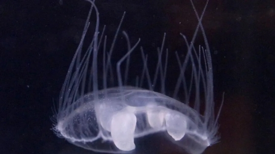 Una medusa de agua dulce logró adaptarse al frío y se estableció en lagos de la Patagonia norte