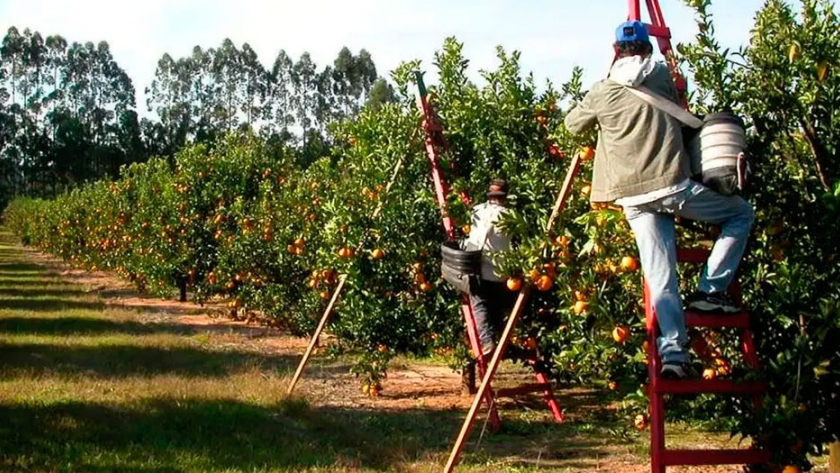 Frutas frescas: una cuarta generación de productores expande su horizonte