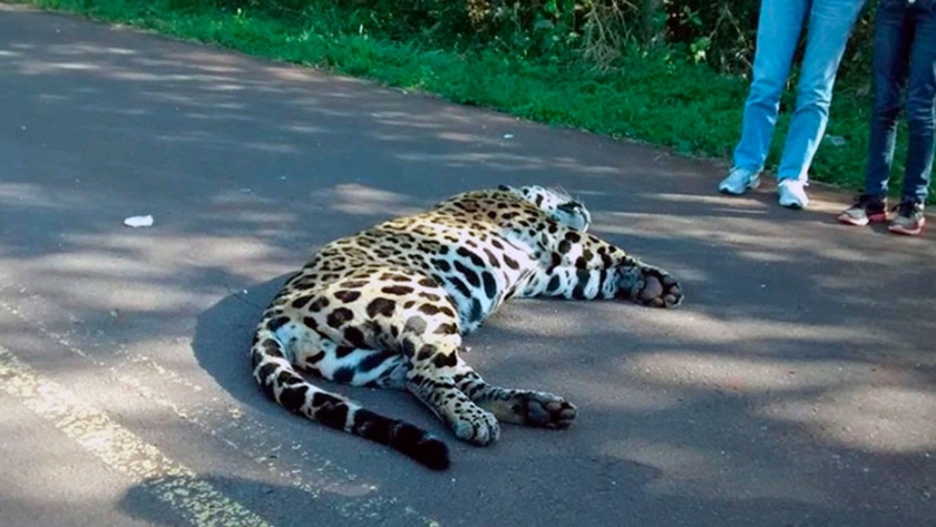 Proponen alternativas para salvar a los animales que atraviesan las rutas en áreas protegidas 
