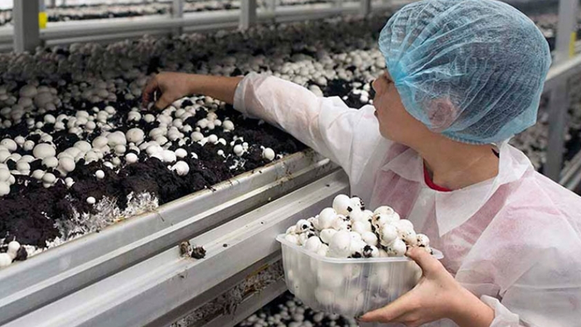 Manejo y producción de hongos para consumo fresco
