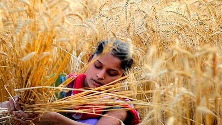 La falta de mano de obra en la India amenaza la producción de trigo