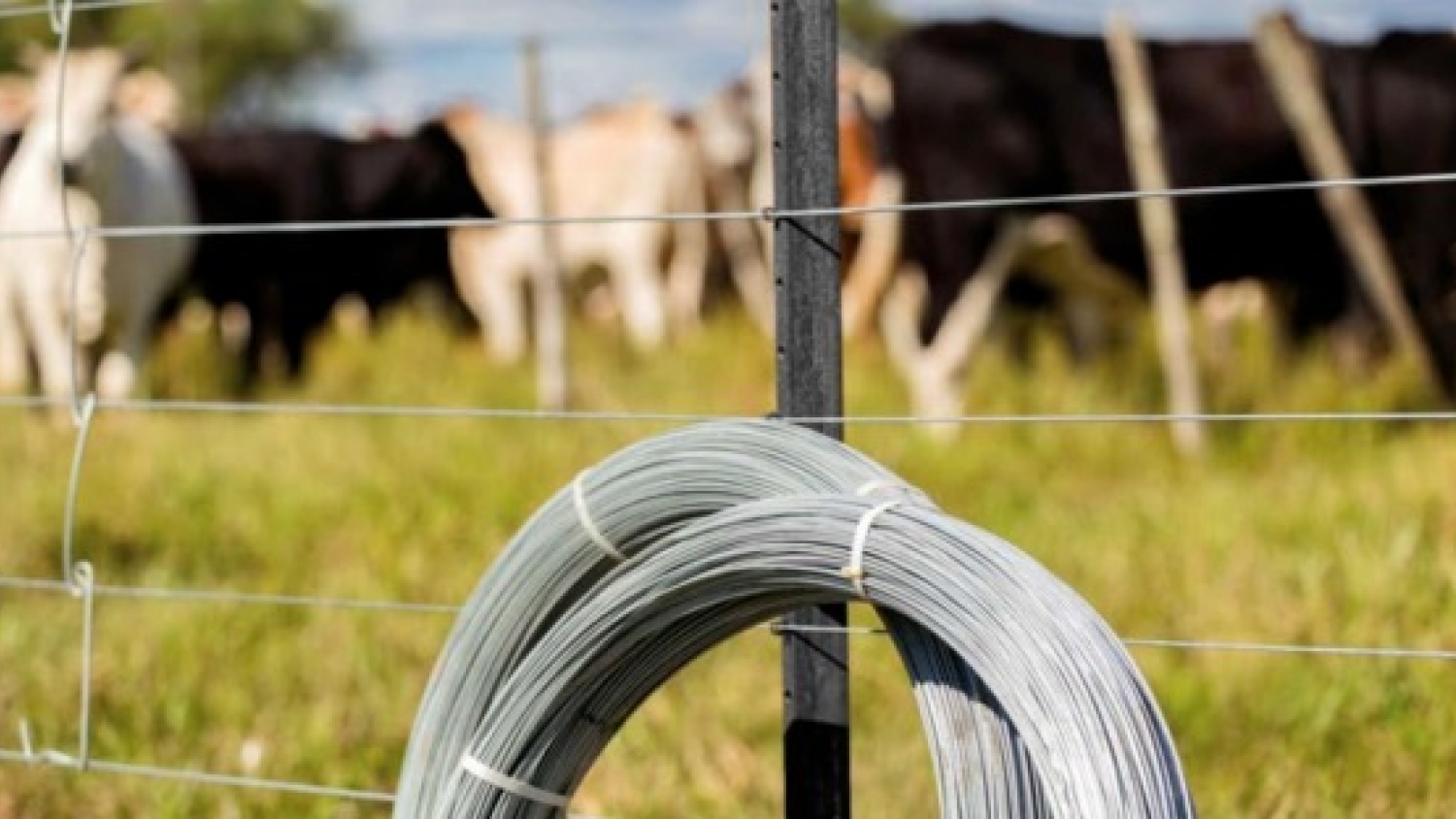 El nuevo negocio ganadero también se construye con alambrados: cómo planificar la inversión para producir más
