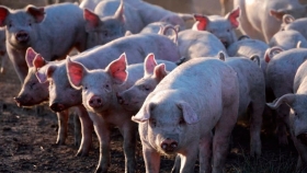 El sector porcino impulsó el crecimiento de la producción de carne en la Argentina entre 2008 y 2019