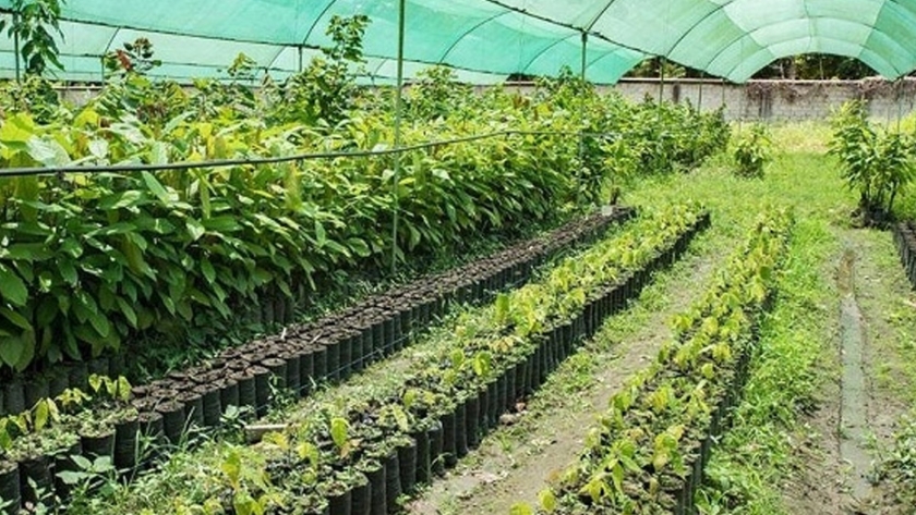 Agricultura peruana se convertiría en líder de Latinoamérica y el mundo