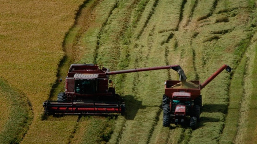 DIEA presentó los resultados de la Encuesta de Arroz 2020