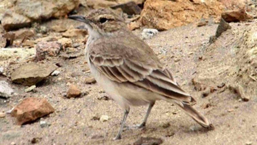 Investigadores descubren que aves favorecen el crecimiento de algunas especies de plantas en Perú