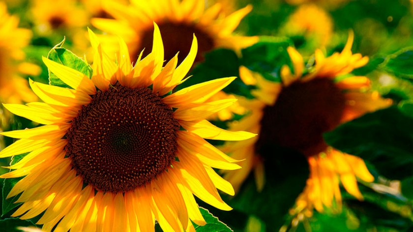 El girasol en el norte de Argentina