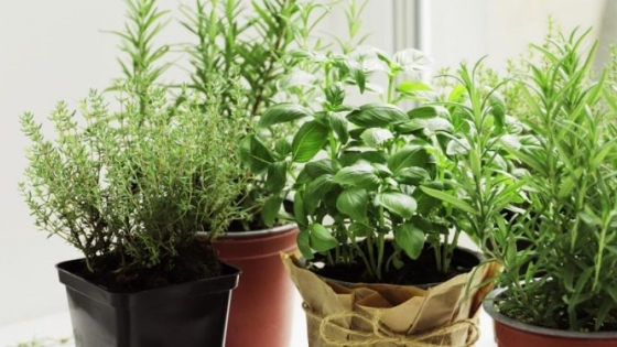 Moscas: las mejores plantas para ahuyentarlas de tu casa