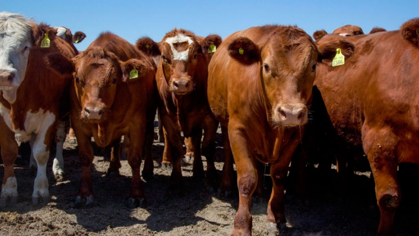 Las ETS Bovinas y su impacto productivo en los campos bonaerenses