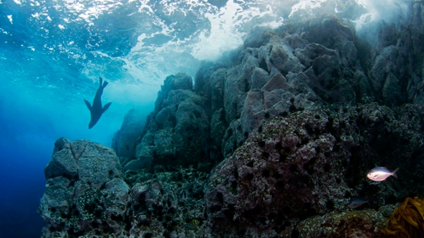 La vida marina de la Patagonia, amenazada por la pesca industrial