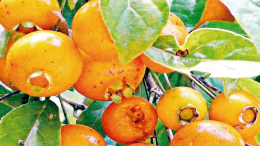 El Código Alimentario Argentino sumó al guavirá y siete capotes