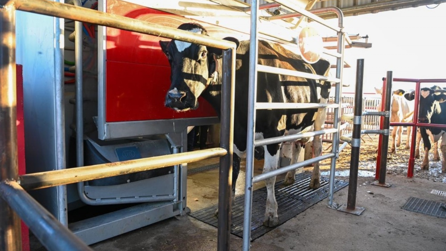 La lechería argentina acelera su transformación: Córdoba incorporó tambos automatizados con apoyo del BICE