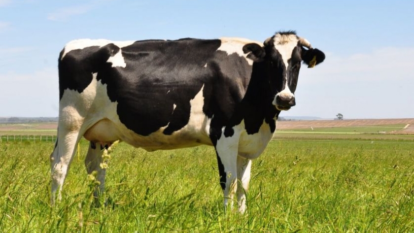 Alertan que la compra de vacas para exportar carne a China pone en peligro a los tambos