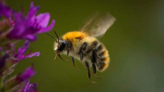 Abejas robóticas: la nueva revolución en la polinización agrícola