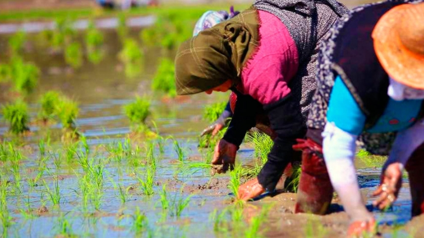 Arroz transgénico reduce uso de pesticidas y la contaminación del aire, agua y suelo en Irán