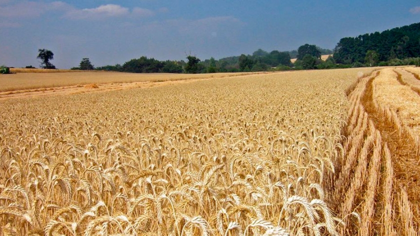 El trigo agroecológico es rentable