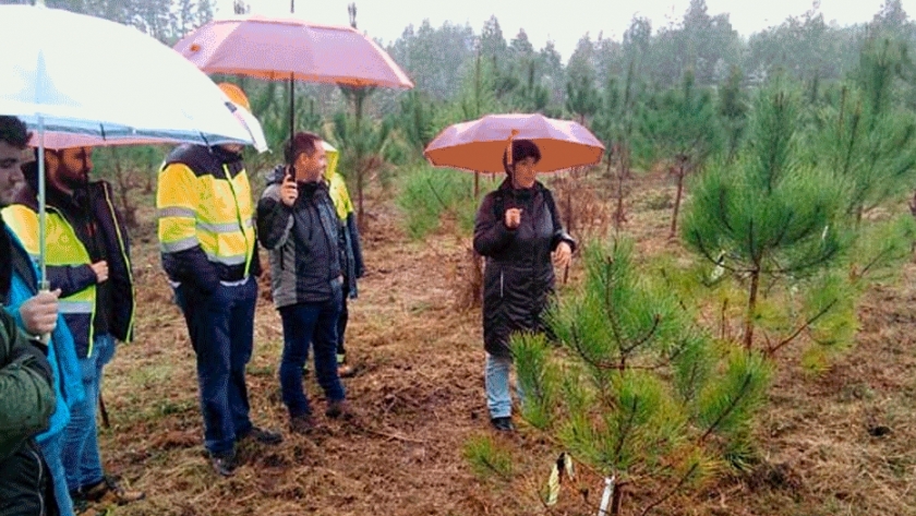 Tres factores para el éxito de una plantación de pino